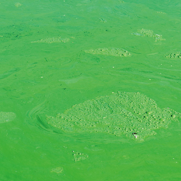 Хелатирующие агенты и воздействие на окружающую среду: более внимательный взгляд на ЭДТА, НТА и СТППП